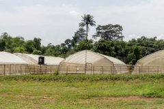 GREEN HOUSE
